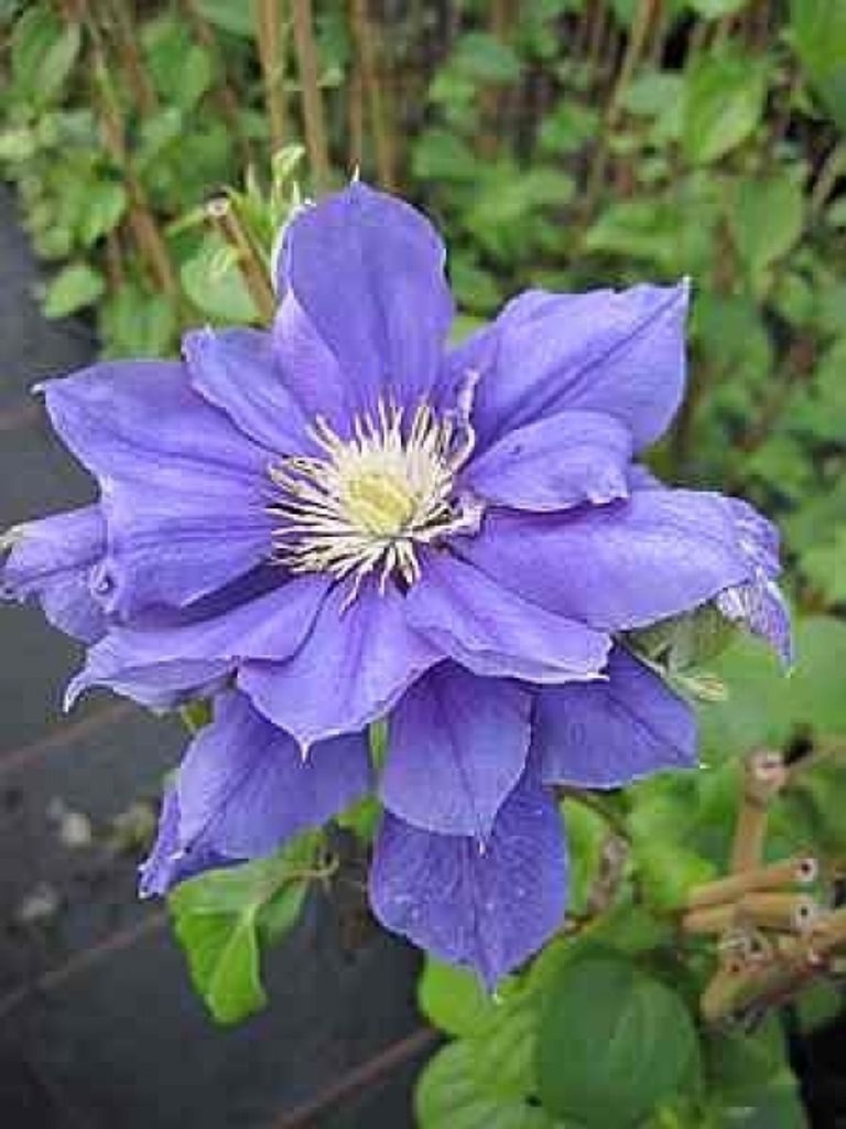 Clematis Franziska Maria TM Evipo 008 (N) (60 - 100 cm) - Waldrebe
