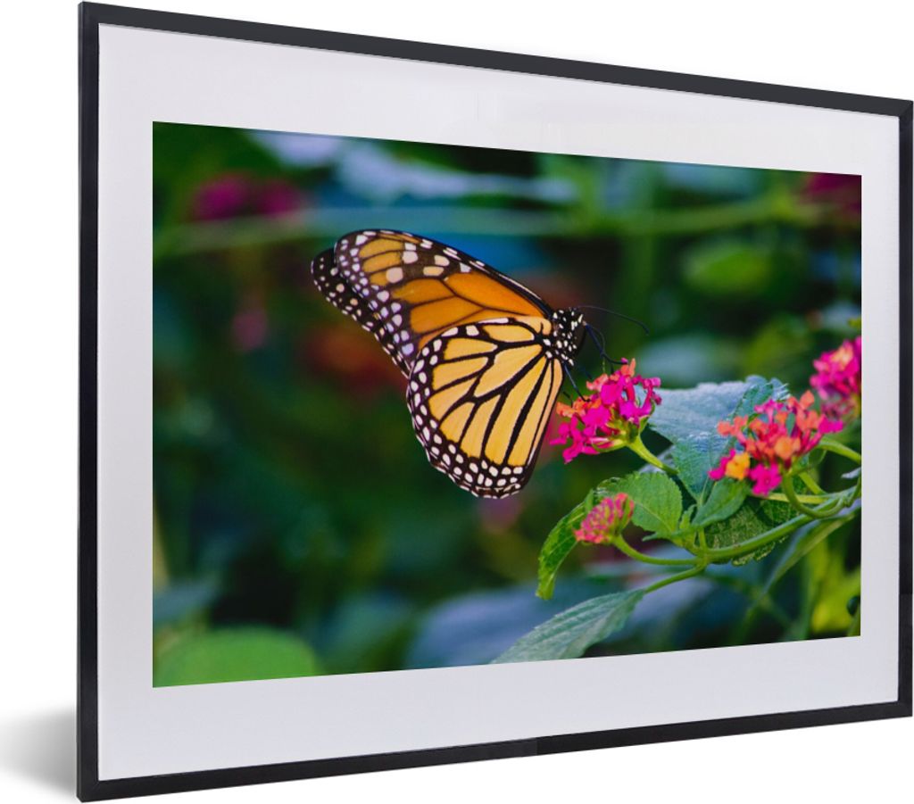 MuchoWow Gerahmtes Poster Schmetterlinge - Blume - Natur 40x30 cm - Poster mit Schwarzem Bilderrahmen Wandposter Rahmen Foto Bilder - Bilderrahme...