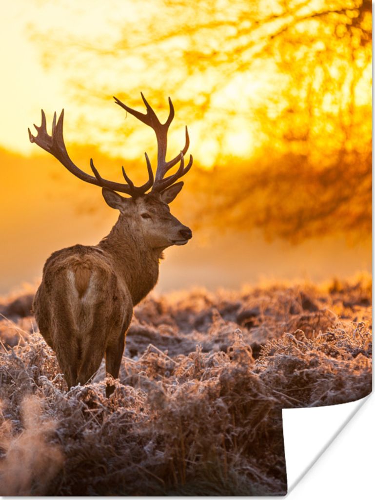 MuchoWow Poster Hirsche - Tiere - Sonnenuntergang - Winter - Heidekraut - Natur 30x40 cm - Wandplakat - Poster Kinderzimmer
