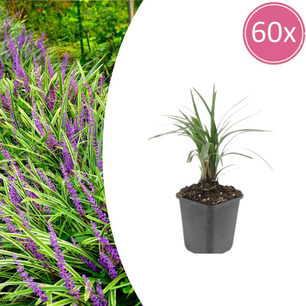 Liriope muscari 'Moneymaker' | 60 Stücke - 10-25cm - Ø9cm - Gartenpflanze