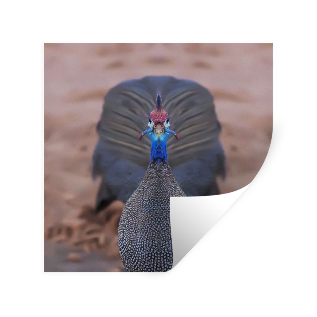 MuchoWow Wandtattoo Wandsticker Wandaufkleber Perlhühner - Vögel - Federn 30x30 cm Selbstklebend und Repositionierbar - Repositionierbar - Wass...