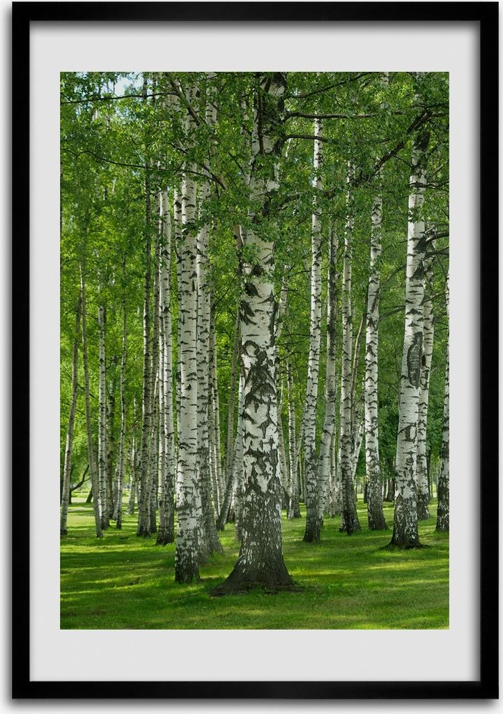 Bild - Bilderrahmen - Foto - 70 cm x 100 cm - MDF - Rahmen - Wandkunst - Birkenwald