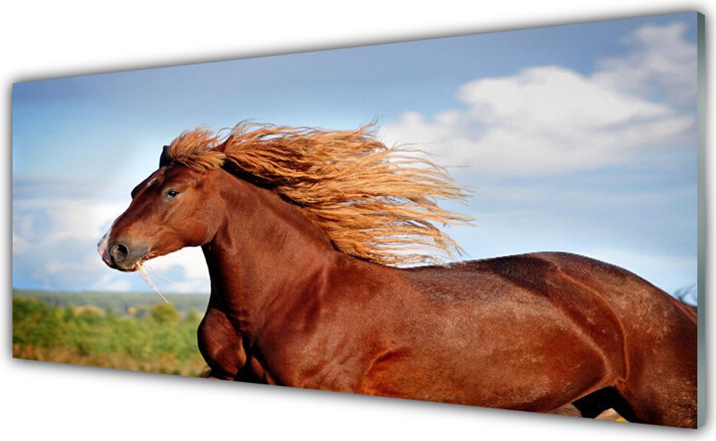 Acrylglasbilder 125x50 Wandbild Druck Pferd Tiere