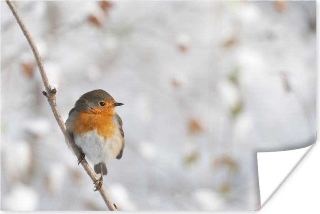 MuchoWow Poster Vogel - Rotkehlchen - Winter 120x80 cm - Bilder