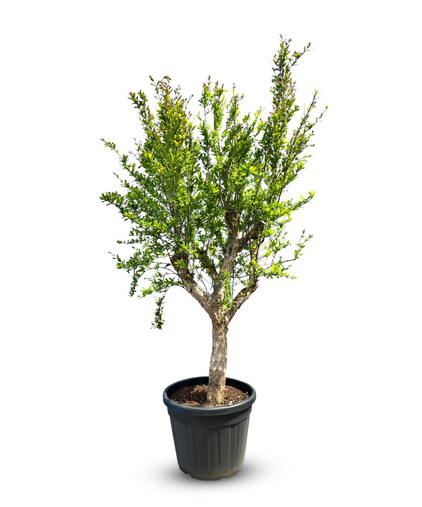 Arbre Sunny Tree - Grenadier - Punica granatum -  « Mollar Image du produit 