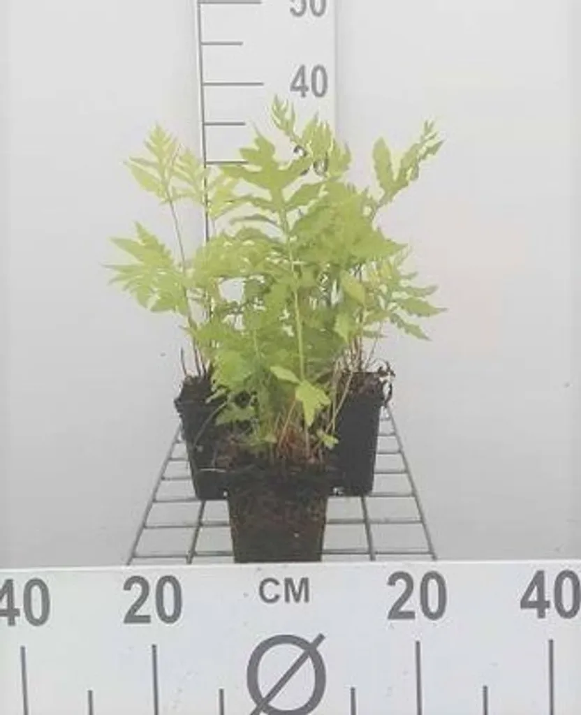 Fougère Onoclea sensibilis lot de 6 - Idéal pour jardin d'ombre frais