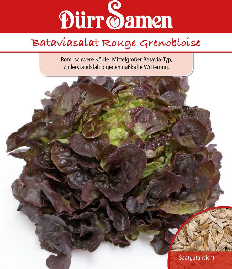 Bataviasalat Rouge Grenobloise | Bataviasalatsamen von Dürr Samen
