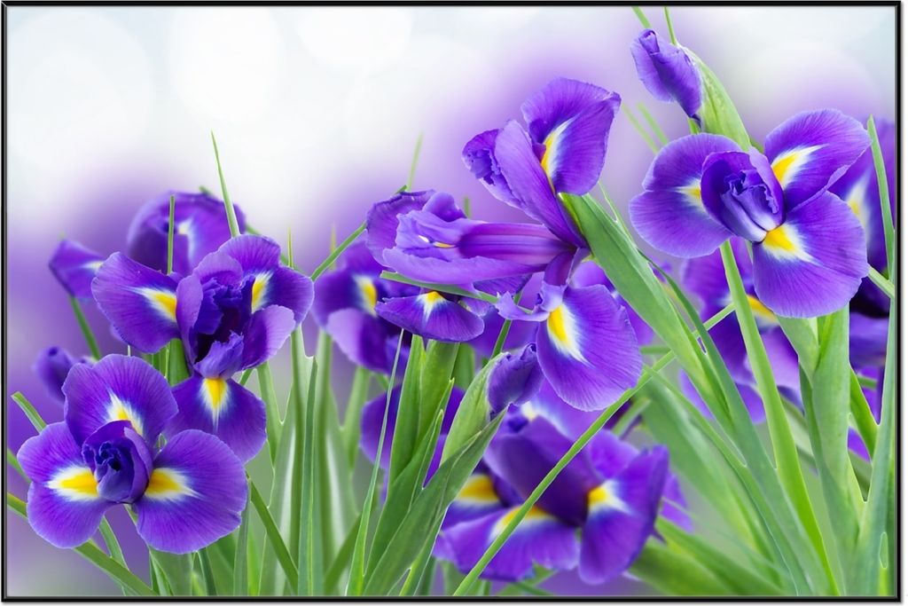 Wallario Wandbild Abstrakte blaue Schwertlilien in Nahaufnahme, Größe: 61 x 91,50 cm, Poster mit schwarzem Aluminiumrahmen