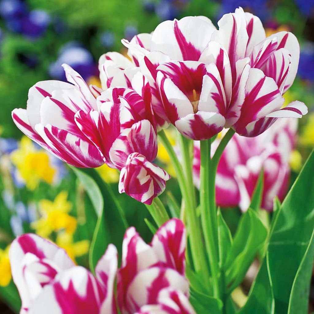 Tulipány Cibulky Cibulky Květiny Multi-flowered Tulip Obrázek produktu 