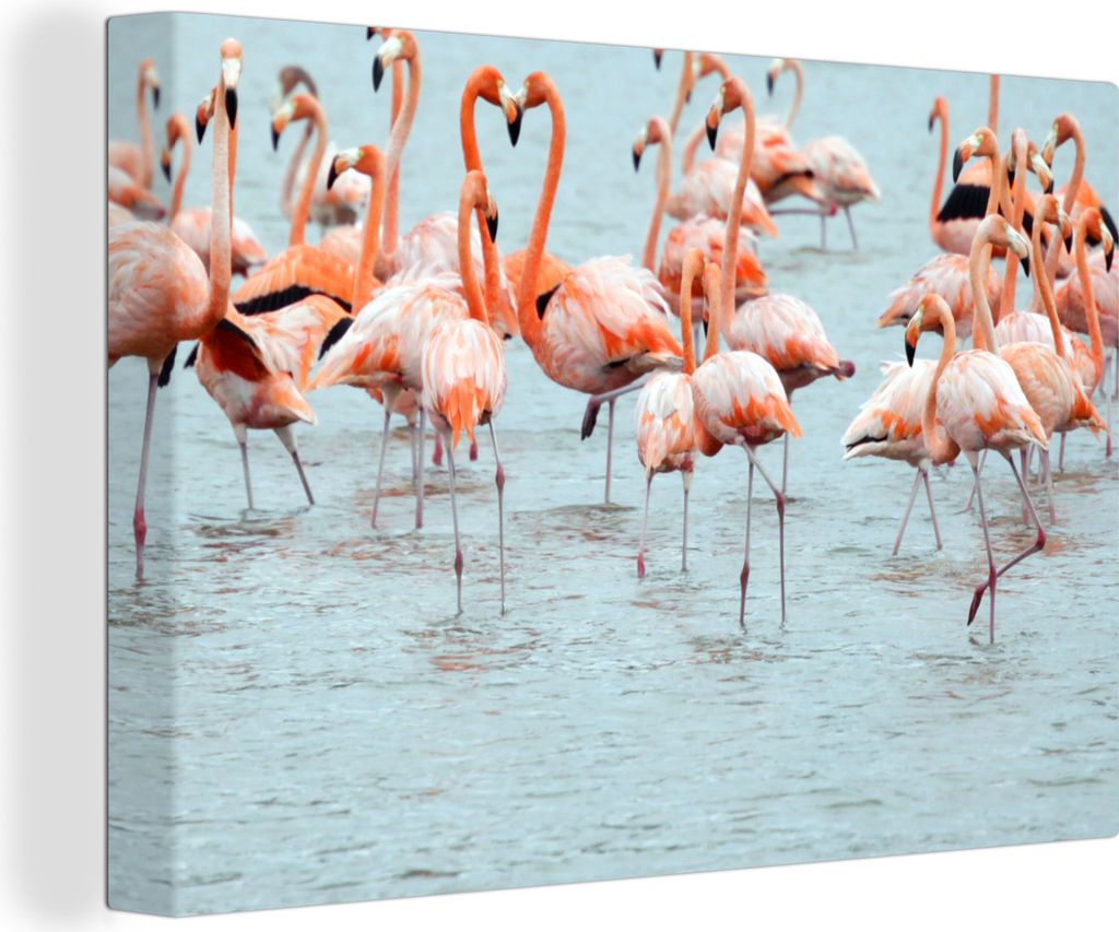 OneMillionCanvasses - Leinwandbilder - 150x100 cm, Vögel - Tiere - Curaçao, Wandbilder Kunstdruck Wanddekoration