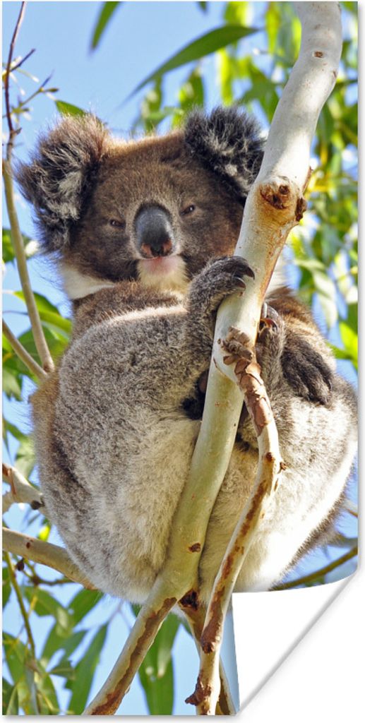 MuchoWow Poster Koala - Luft - Kinder - Jungen - Mädchen 80x160 cm - Kinderzimmer