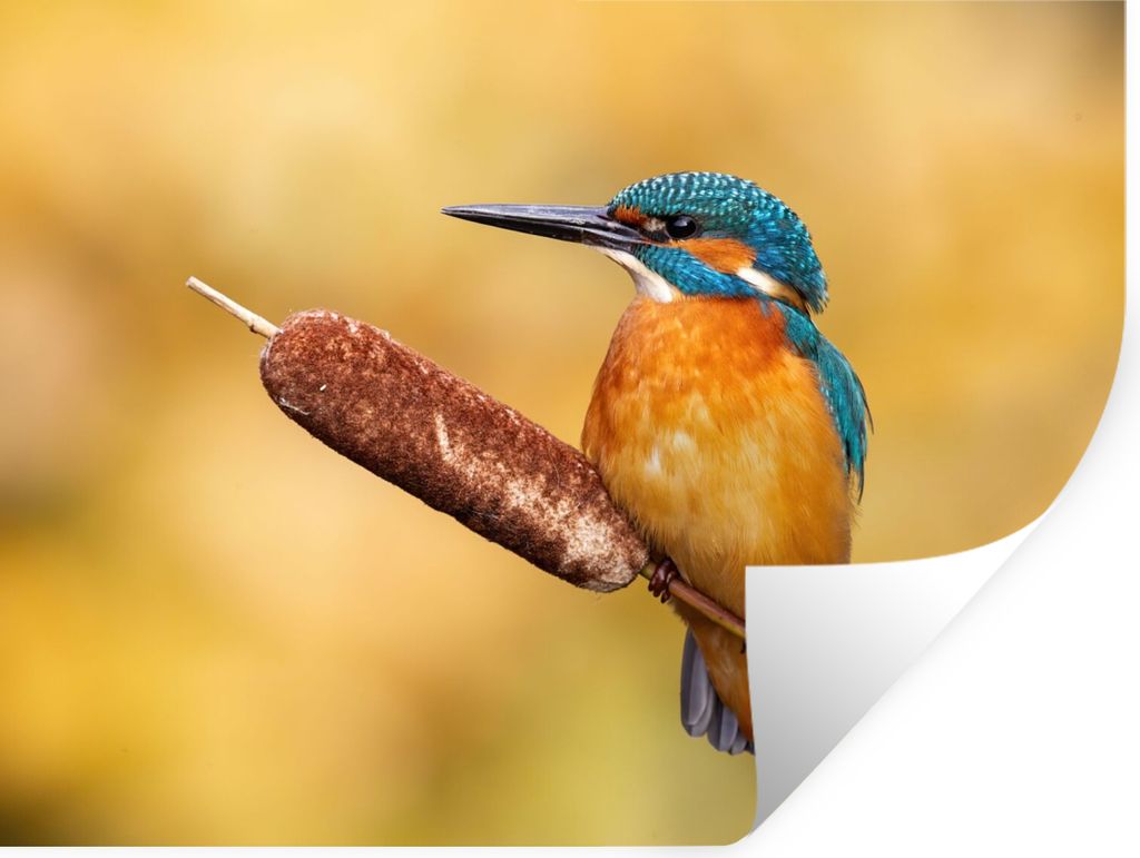 MuchoWow Wandtattoo Wandsticker Wandaufkleber Eisvogel - Natur - Vogel 160x120 cm Selbstklebend und Repositionierbar - Selbstklebend - Fototapeten
