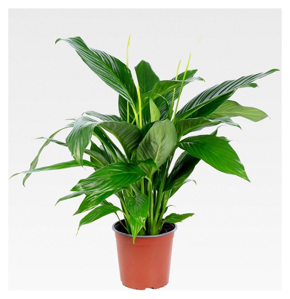 Einblatt 4-8 Blüten/Knospen - Zimmerpflanze, Spathiphyllum - Höhe ca. 70 cm, Topf-Ø 17 cm
