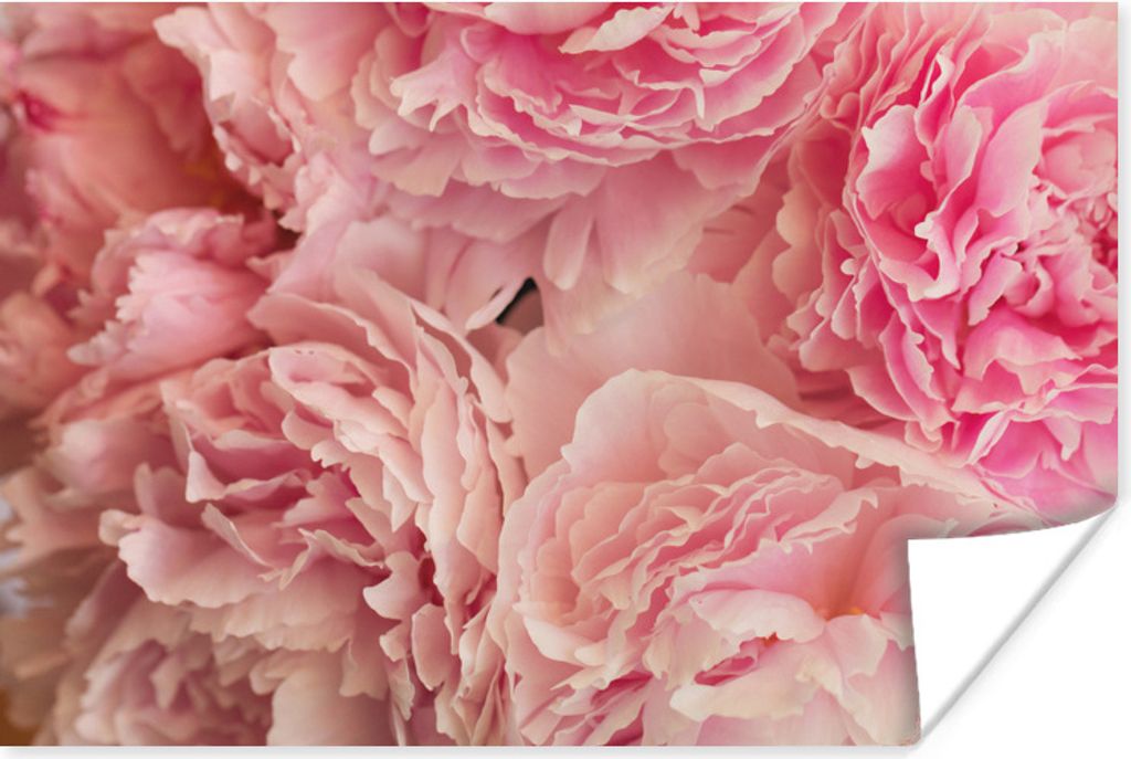 MuchoWow Poster Draufsicht auf einen Strauß rosa Pfingstrosen 60x40 cm - Schlafzimmerdekoration