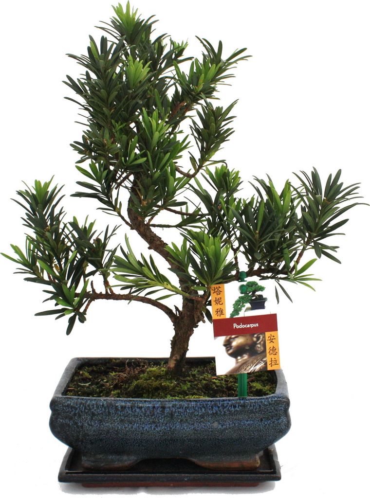 Bonsai cis pospolity - Podocarpus macrophyllus - ok. 8 lat Zdjęcie produktu 