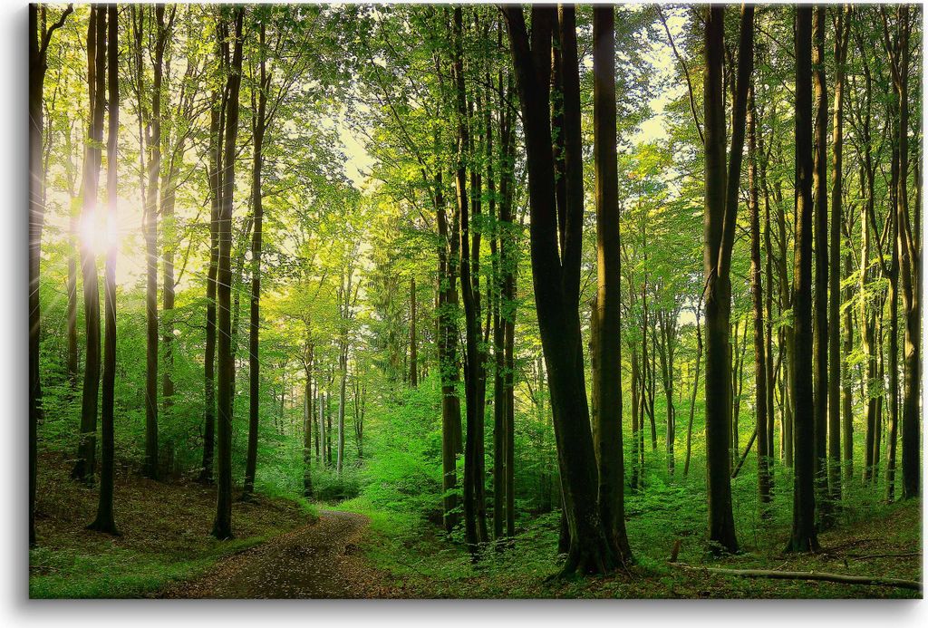 Plátno nástěnný obraz do ložnice stromy zelený les 80x120cm Obrázek produktu 