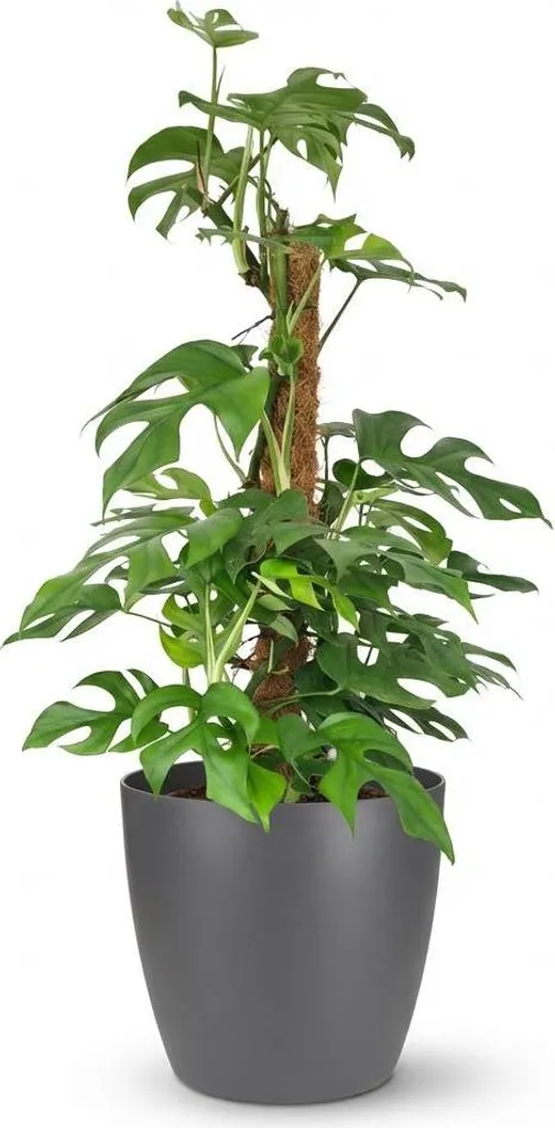 Mini Monstera Minima peu d'entretien - Plante verte 90cm avec pot gris