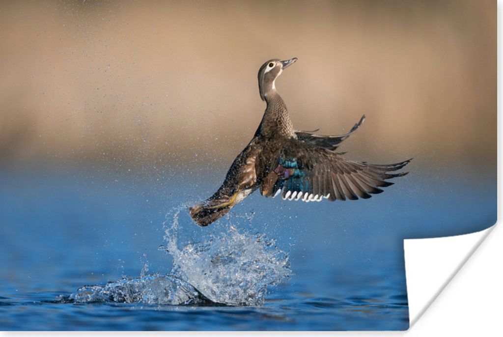 MuchoWow Poster Ente - Flügel - Wasser 180x120 cm - Fotoplakat