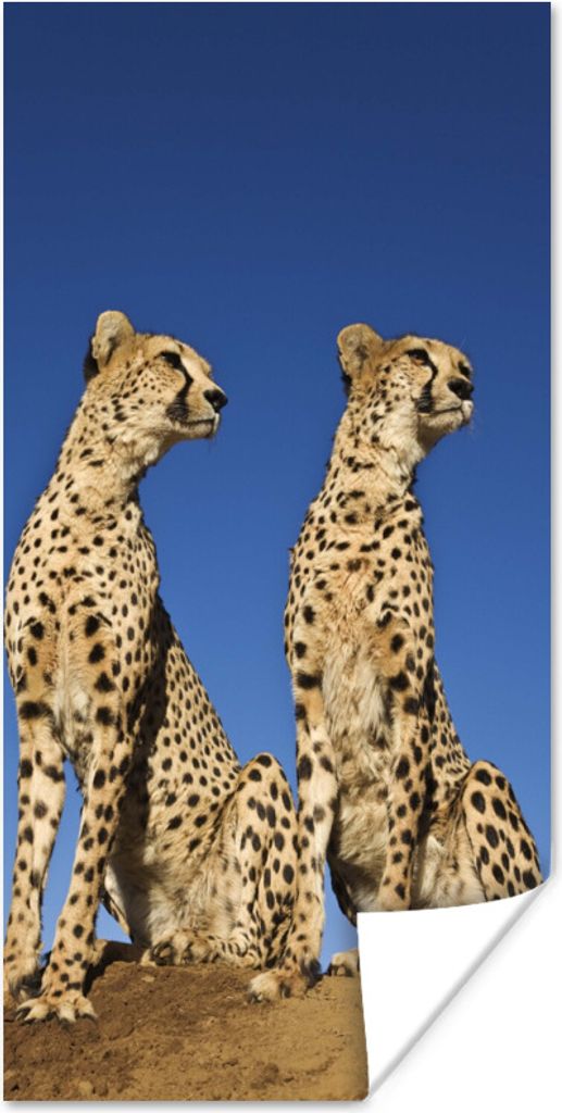 MuchoWow Poster Wilde Geparden 20x40 cm - Plakat - Foto