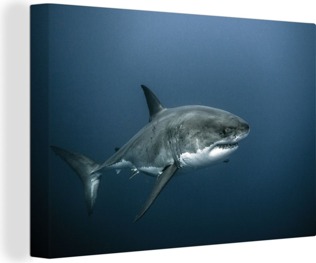 OneMillionCanvasses - Leinwandbilder - 140x90 cm, Ein großer weißer Hai in dunklem Wasser, Wandbilder Kunstdruck Wanddekoration - Foto auf Lein...