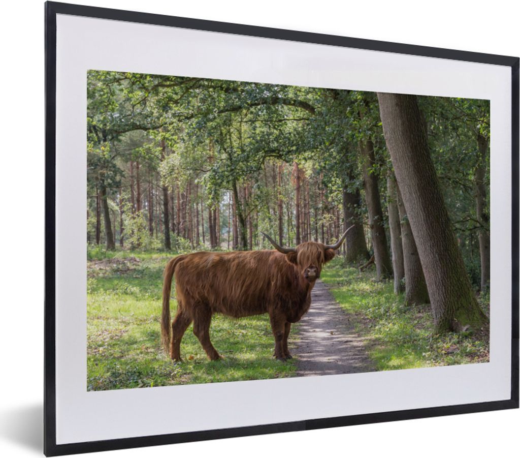 MuchoWow MuchoWow Gerahmtes Poster Wald - Schottisches Hochlandrind - Licht 40x30 cm - Poster mit zchwarzem Bilderrahmen - Bilderrahmen - Poste...
