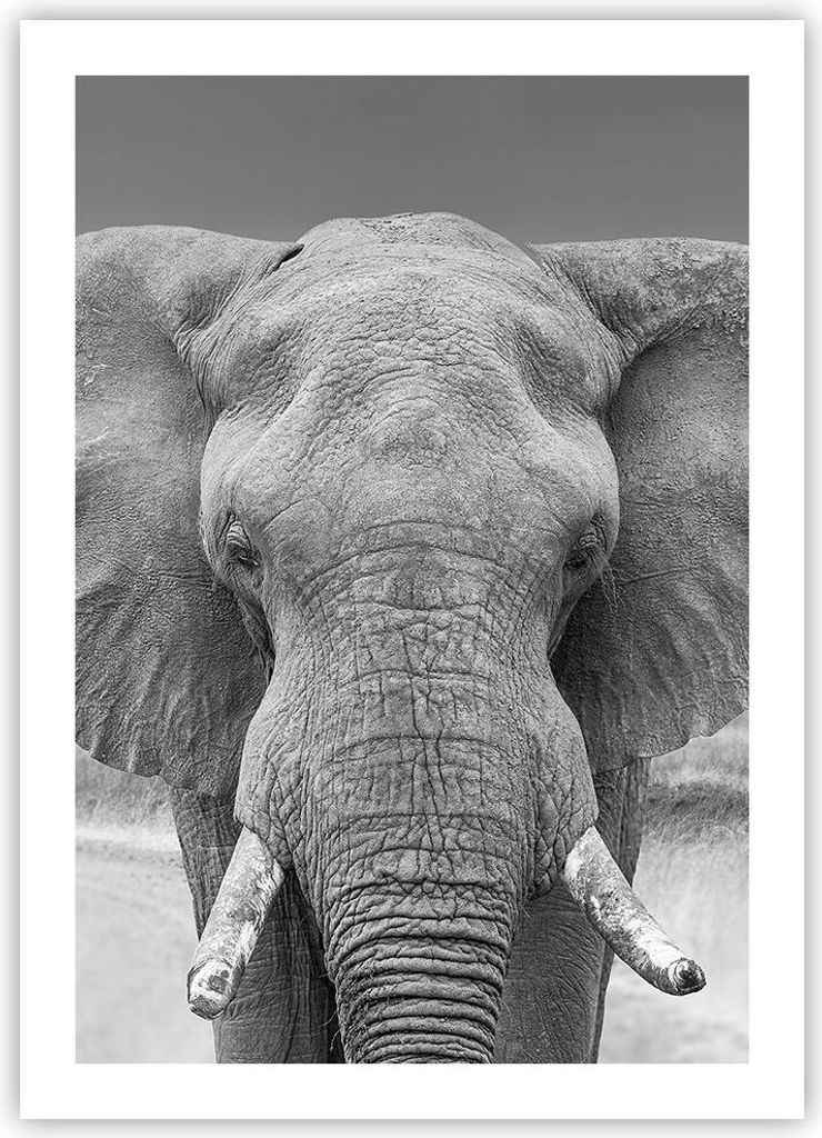 Poster - Poster ohne Rahmen - Elefant Afrika Tier - 50x70 cm - Wand Bild - Wanddeko - Wandbilder - Kunstposter - Wandposter - Bilder - Kunstdruck -...
