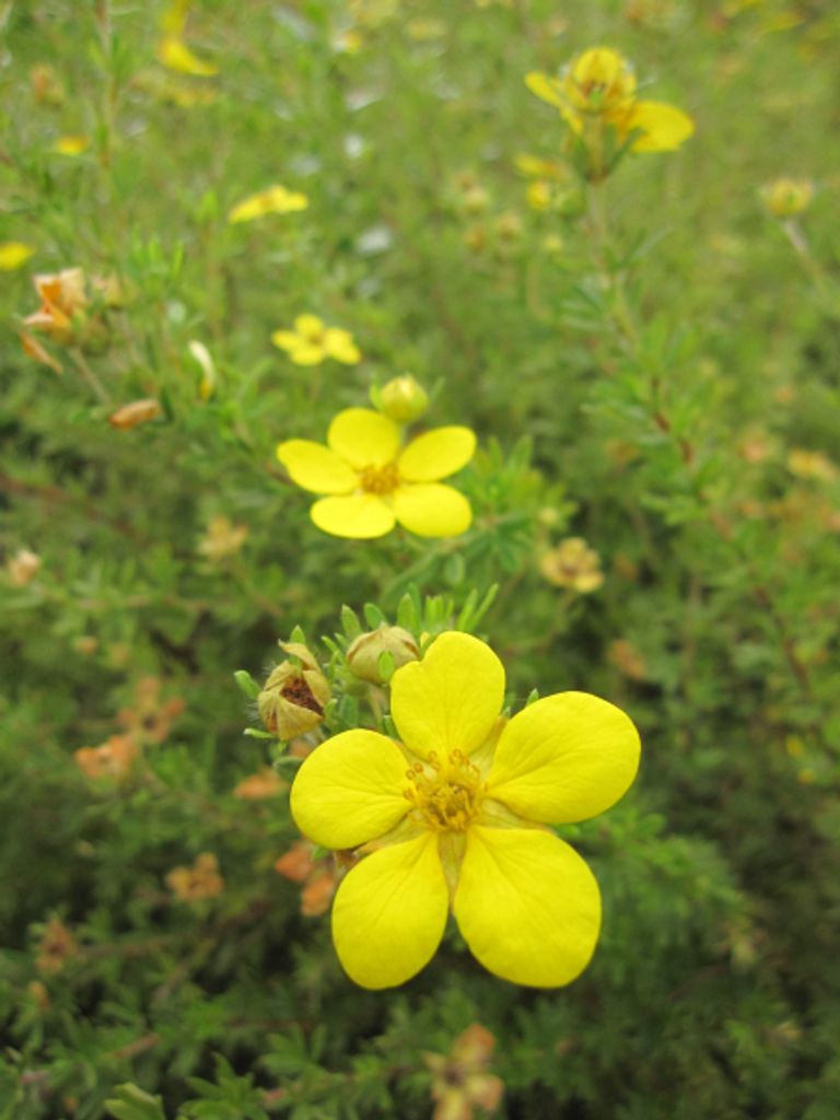 Fingerstrauch Bella Lindsey Hendlin - Potentilla fruticosa - Bella Serie - 30-40cm