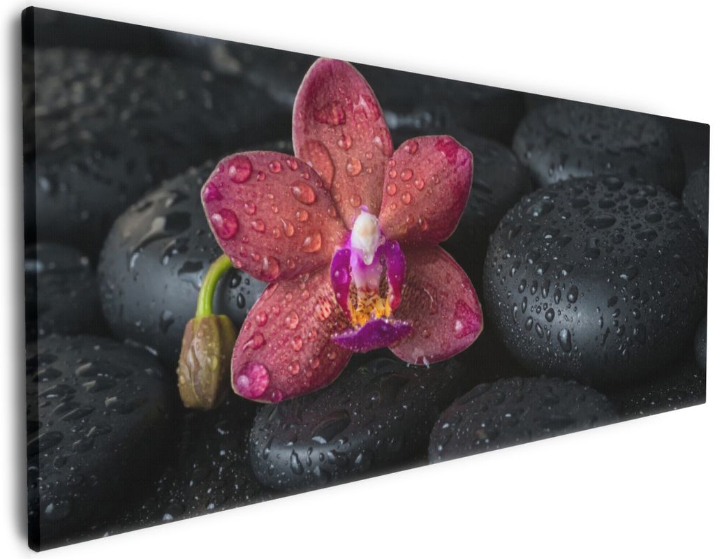 Wallario Premium Leinwandbild Orchideen-Blüte auf schwarzen Steinen, benetzt mit Wasser-Tropfen in Größe 80 x 200 cm