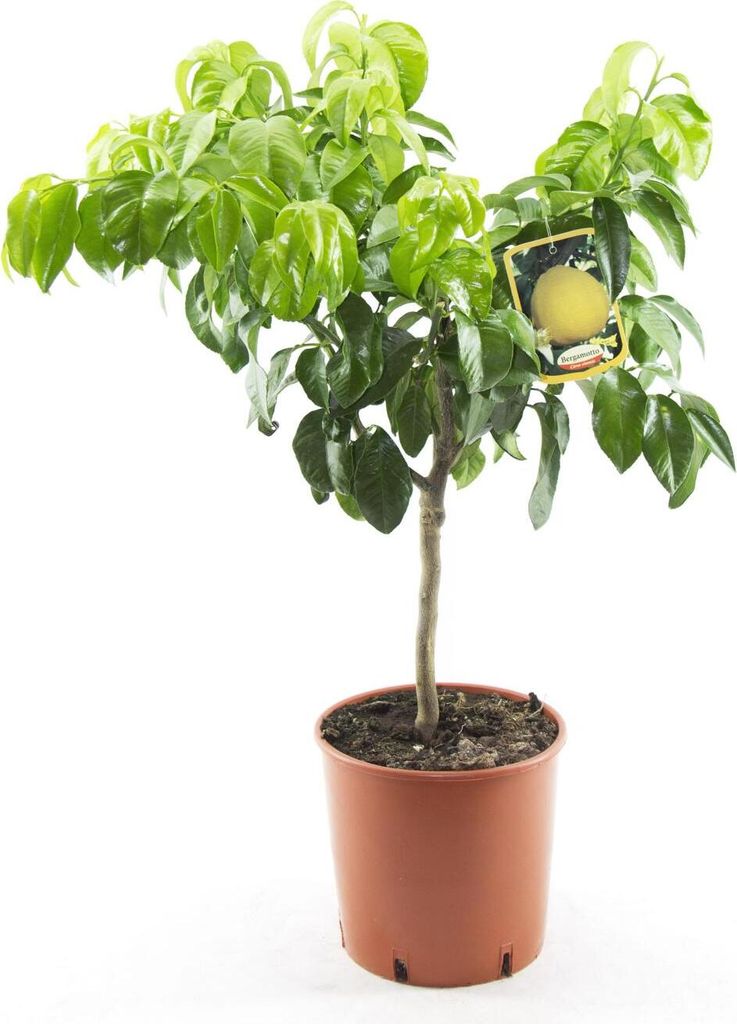 Bergamotte Pflanze 80–100 cm – Citrus Bergamia Fantastico – Produktbild 