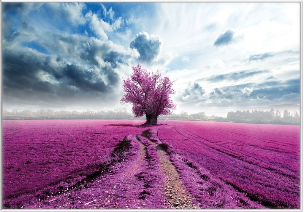Wallario Wandbild Surreales Blumenfeld lila Blumen auf dem Feld, Größe: 70,30 x 100,30 cm, Poster mit weißem Kunststoffrahmen