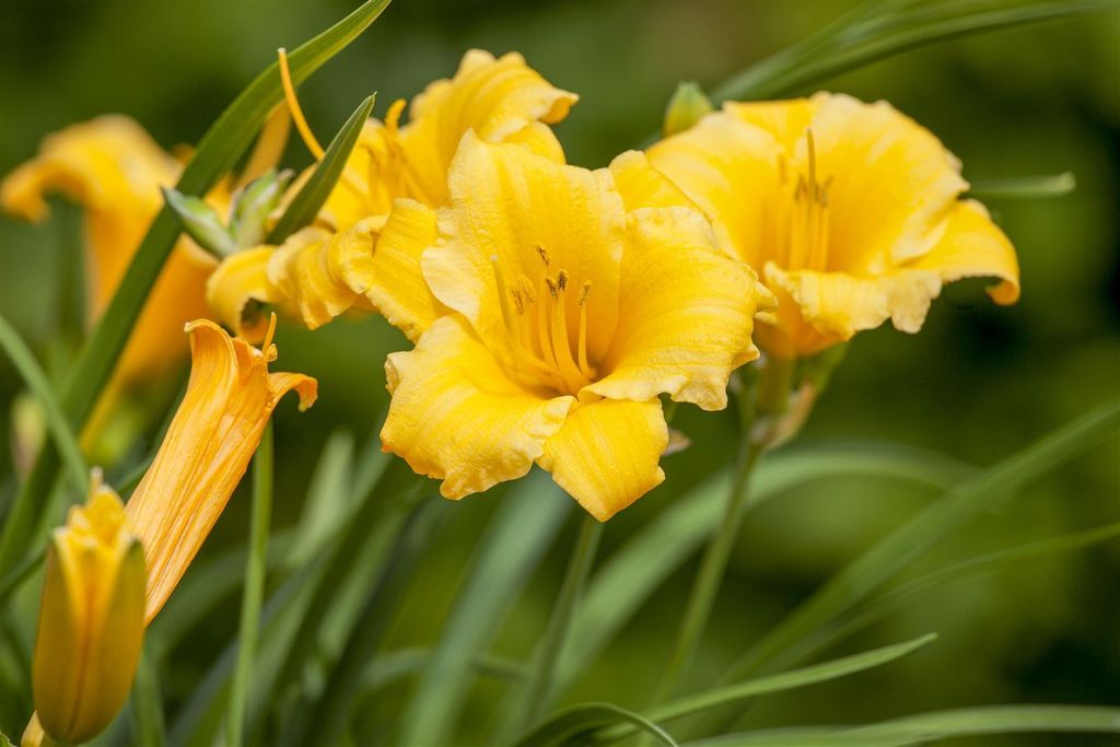 Hemerocallis x cult. 'Stella de Oro', Taglilie, goldgelb, ca. 11x11 cm Topf