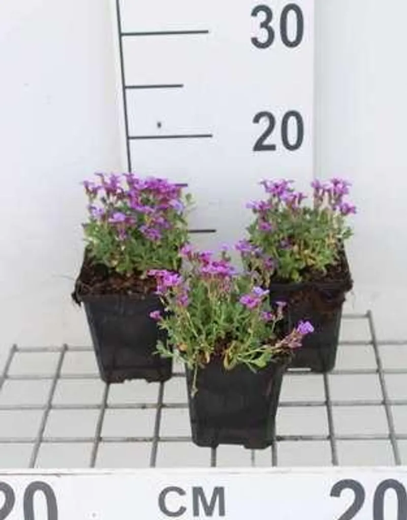 Aubrieta Hamburger Stadtpark : floraison bleu violet intense, lot de 6