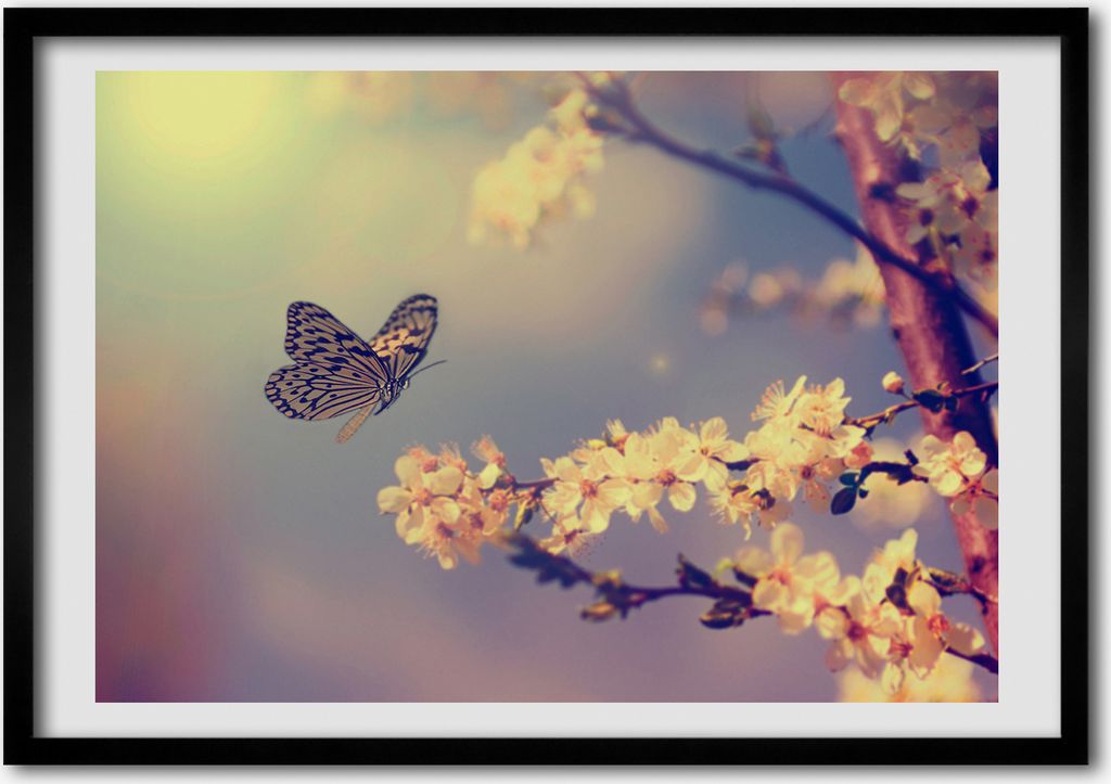 Bild - Bilderrahmen - 100 cm x 70 cm - MDF - Rahmen - Foto - Wandkunst Kirschblüte und Schmetterling