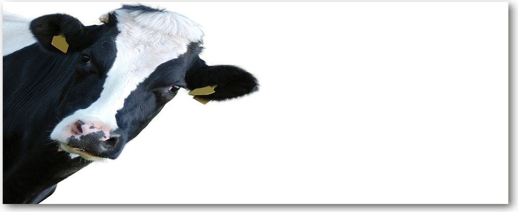 Tulup Leinwandbild - 125x50 cm - Wandkunst - Drucke auf Leinwand - Leinwanddruck - Tiere - Schwarzweiß - Kuh