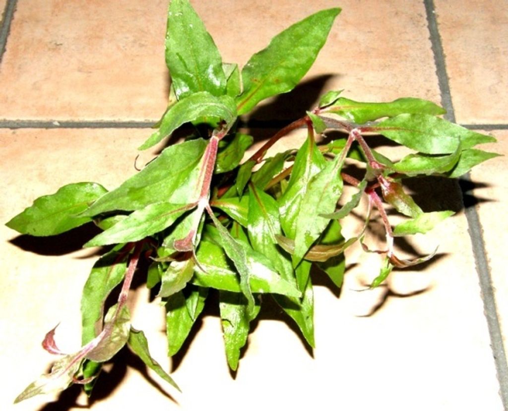 5 Töpfe Alternanthera bettzickiana, Papageienblatt