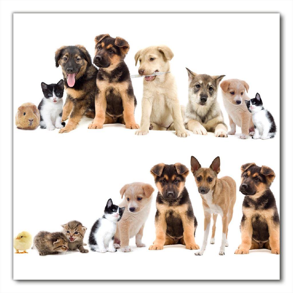 Wallario selbstklebende Möbelfolie/ Tischdecke für Innen und Außen, Größe: 80 x 80 cm - Süße Haustiere - Katzen Hunde Hamster Küken