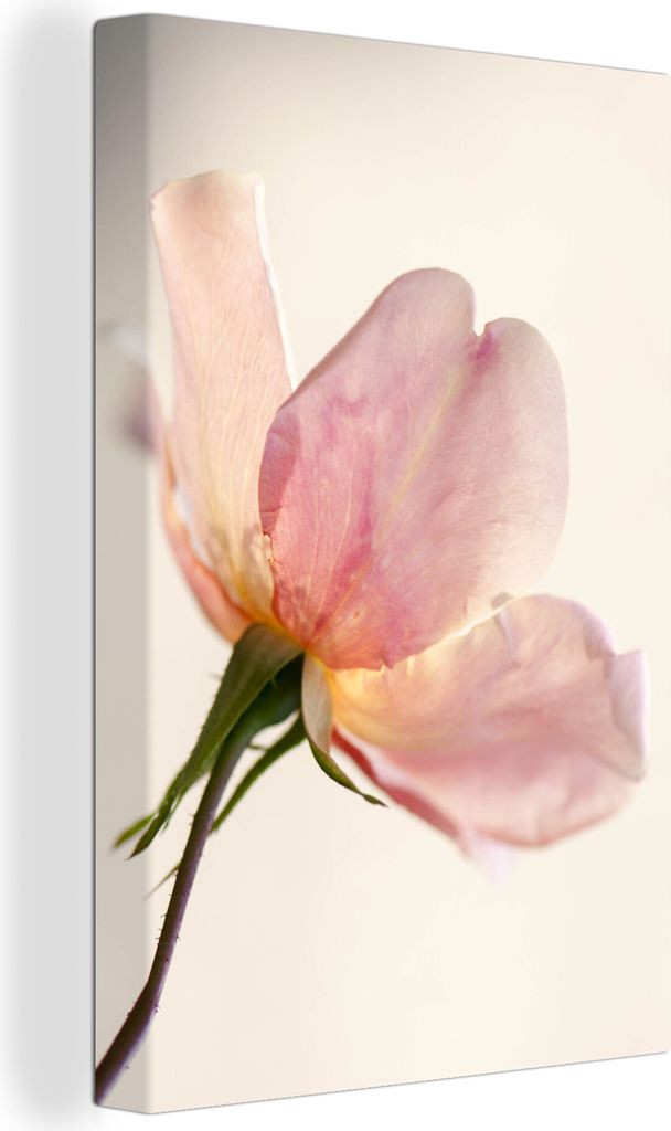OneMillionCanvasses - Leinwandbilder - 90x140 cm, Eine noch junge und empfindliche rosa Rose mit weißem Hintergrund, Wandbilder Kunstdruck Wandd...