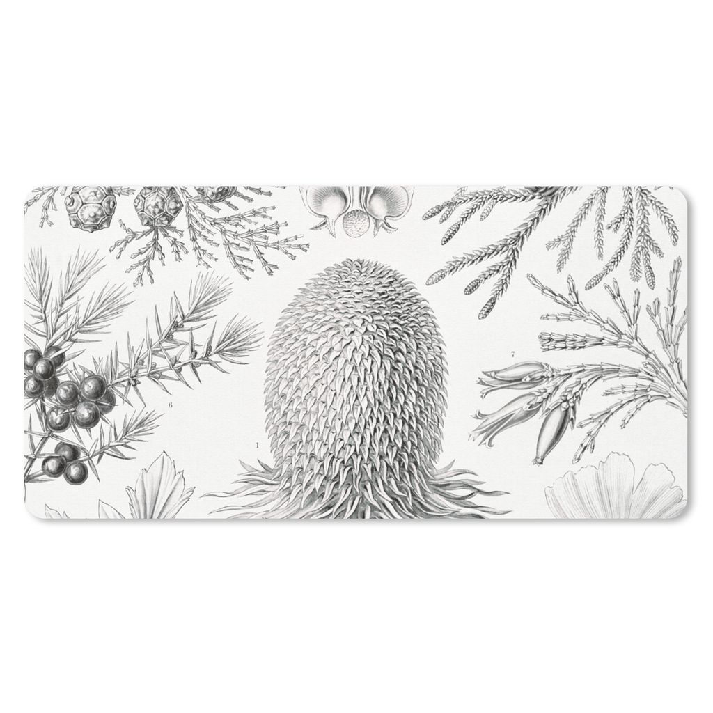 MuchoWow Mauspad Mousepad Koniferen - Ernst Haeckel - Kunst - Retro - Illustration - Natur 60x30 cm - Mousepads - Maus Mat - Pad - Mausunterlage ...