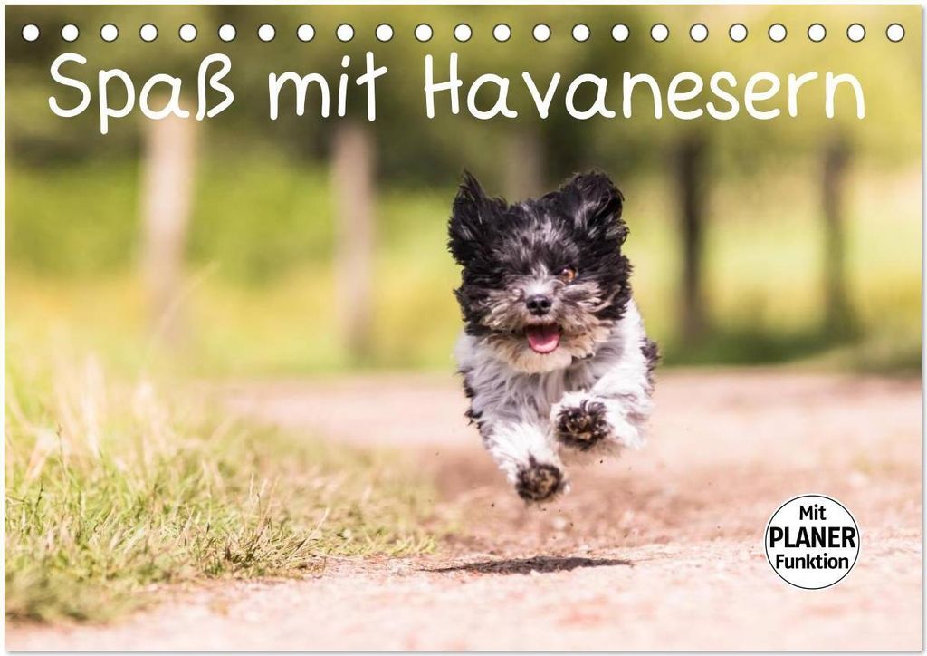 Spaß mit Havanesern (Tischkalender 2026 DIN A5 quer), CALVENDO Monatskalender