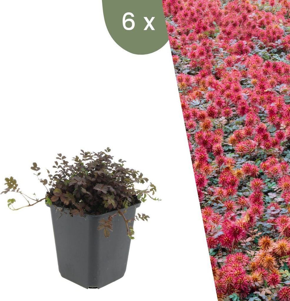 Plants by Frank | 6 Stachelnuss Pflanzen | Acaena microphylla 'Kupferteppich' | Bodendecker Winterhart | Stauden Winterhart | Gartenpflanzen