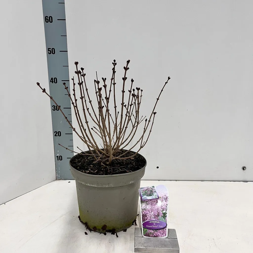 Lilas remonteur Flowerfesta Pink : double floraison rose, pot 60-70 cm