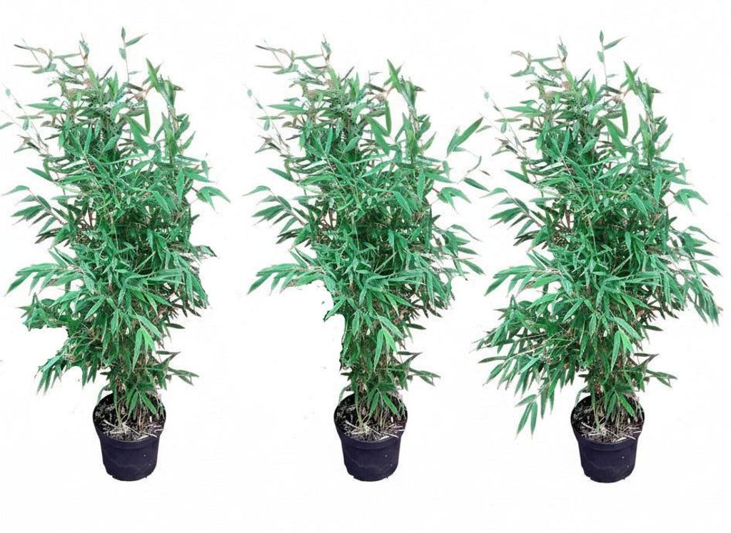 3x Bambus Fargesia murielae ‘Jumbo’ 90–100 cm – winterhart, Produktbild 