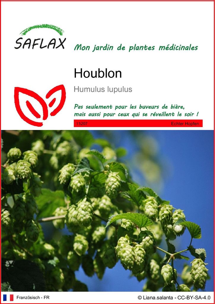 SAFLAX  - Houblon - 50 graines - Humulus Image du produit 