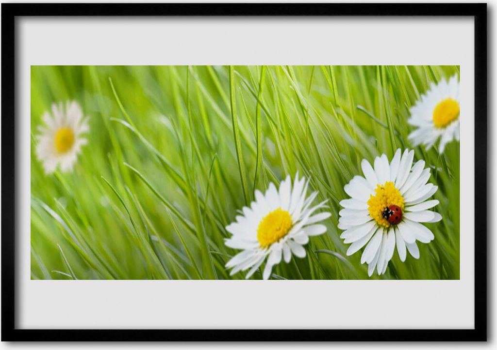 Bild 70x50 MDF-Rahmen Wandkunst Gras Gänseblümchen Natur