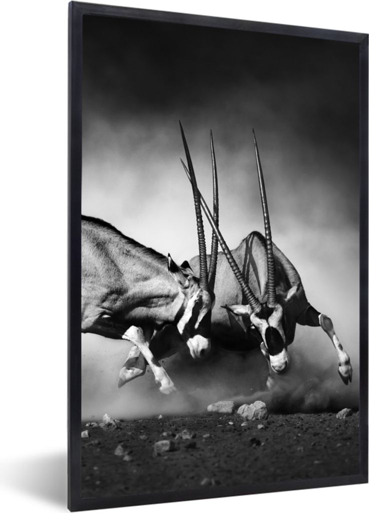 MuchoWow Gerahmtes Poster Antilope - Schwarz und weiß - Porträt - Wildtiere - Tiere 40x60 cm - Poster mit Schwarzem Bilderrahmen Wandposter Rah...