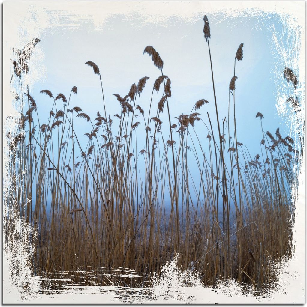 Kunstdrucke Wandbilder Holz in : Brillante Farben, Größe 50 x 50 cm Motiv Schilfrohr am See vor blauem Himmel
