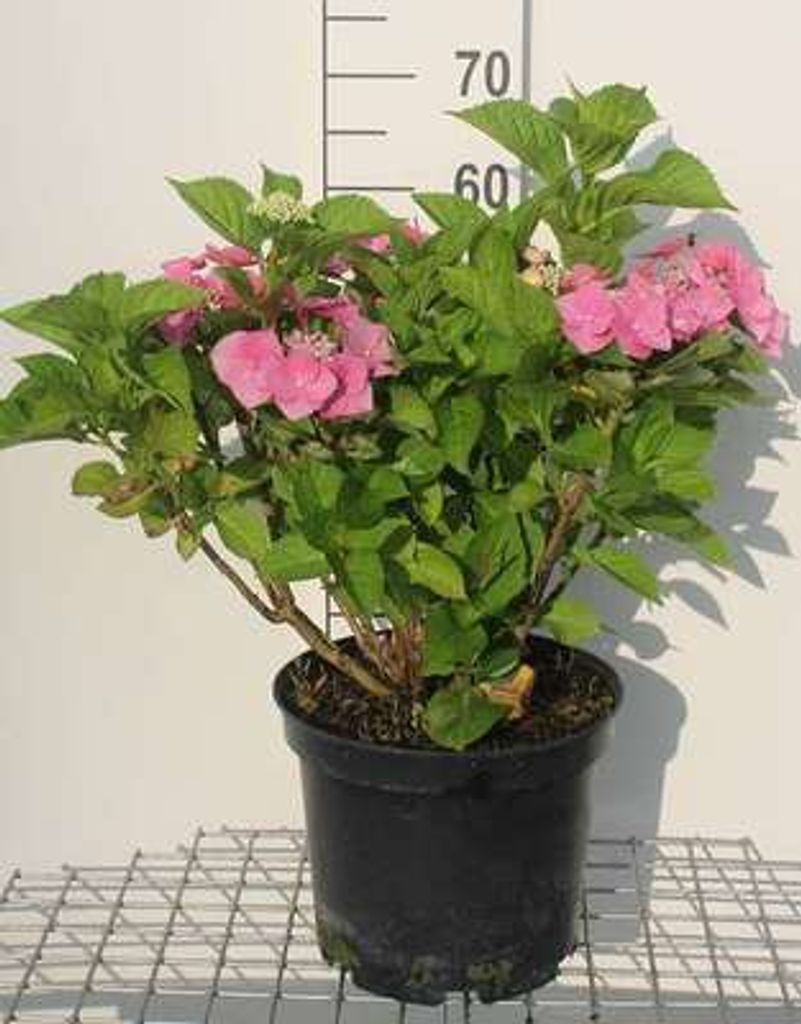 Hydrangea 'Teller Pink' (roze/rose) - Hortensien 40- 60 cm Container