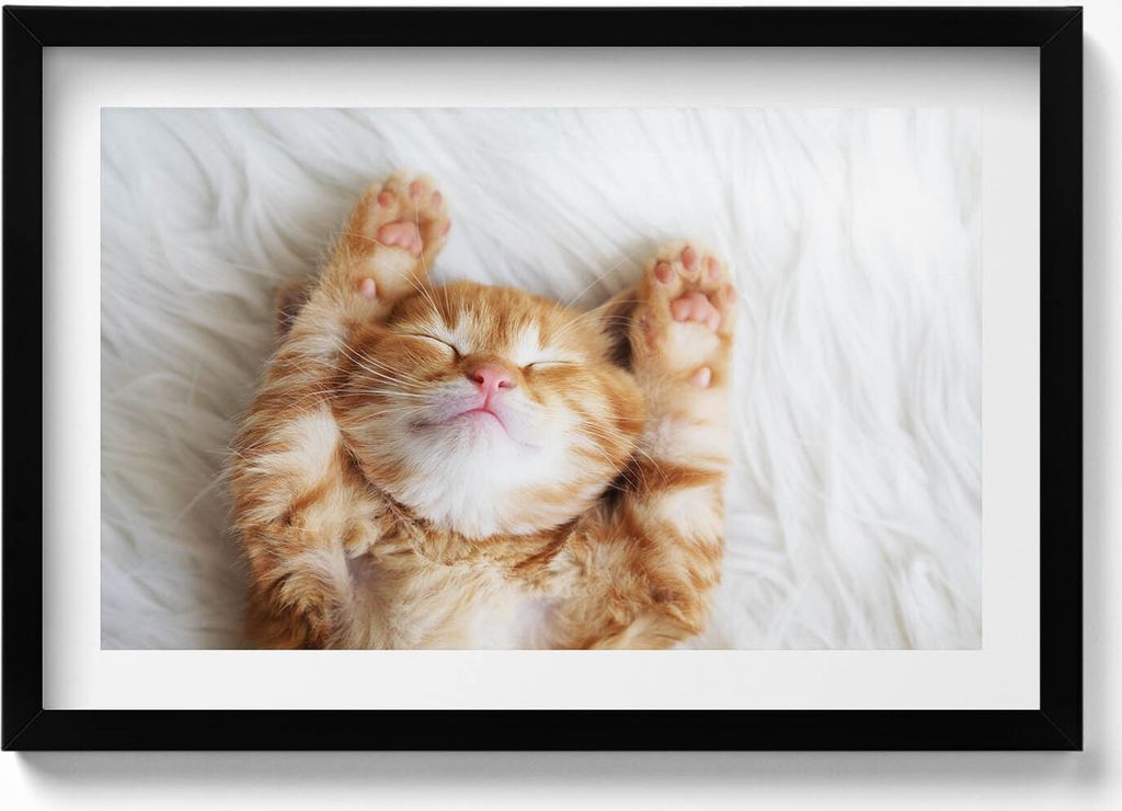 Kleines schlafendes Kätzchen– Wandbild mit Rahmen – Gerahmtes Bild – Wanddekoration – 60x40 cm – Schwarz Rahmen