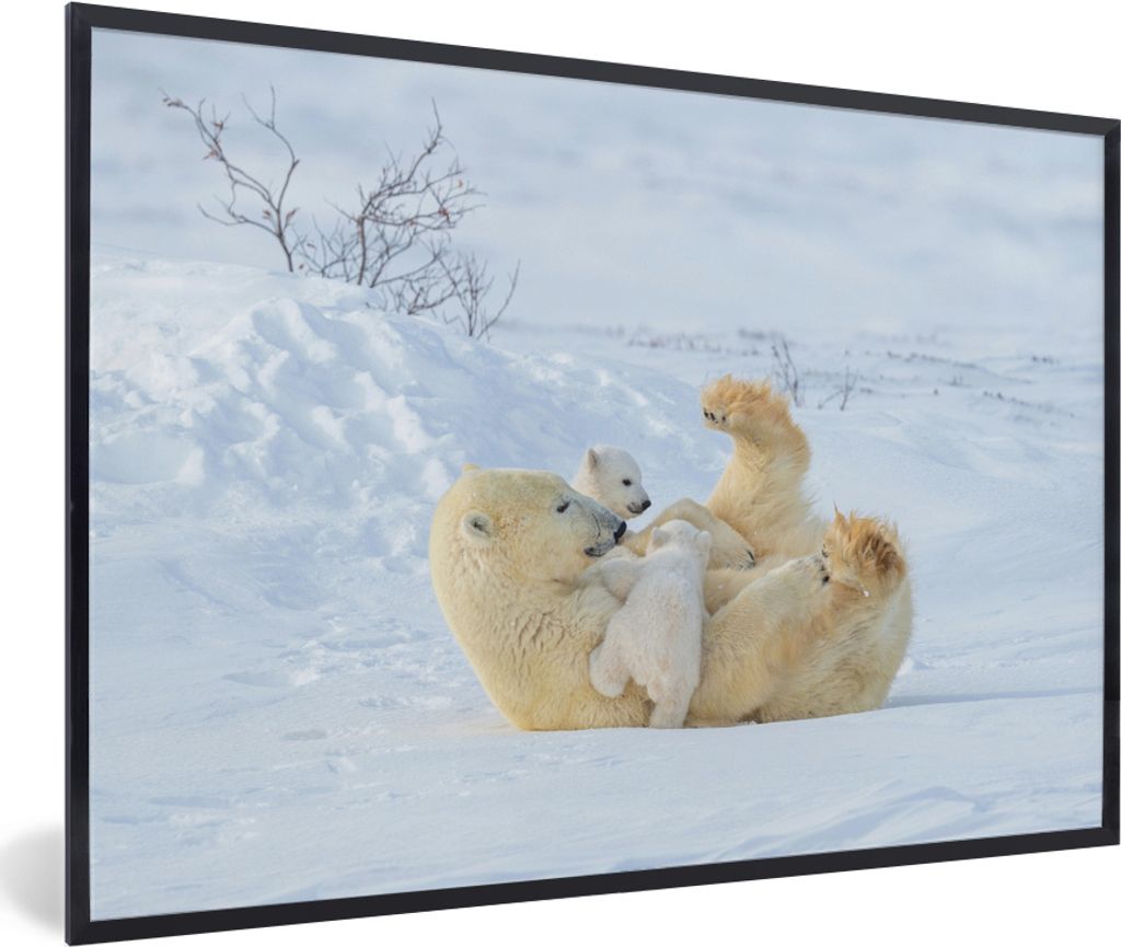 MuchoWow MuchoWow Gerahmtes Poster Eisbär - Schnee - Tiere 30x20 cm - Poster mit zchwarzem Bilderrahmen - Kunstdruck - Bild-Poster
