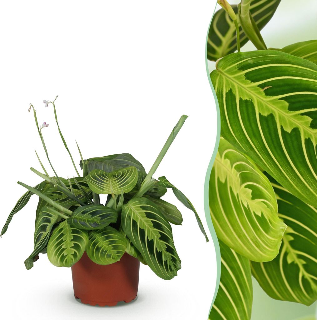 Green boutiQ - Zimmerpflanze - Maranta Fascinator Lemon Lime - Gebetspflanze - Haustierfreundliche Pflanze - Grün - 1 Pflanze - Topf 12cm - Höhe ...
